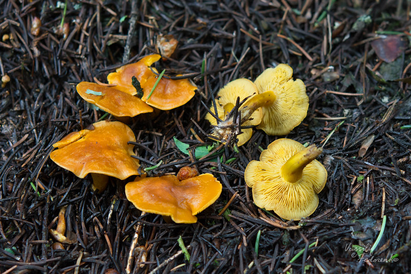 fungi-06.jpg