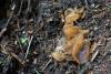 fungi-08_t1.jpg