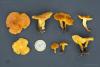 fungi-11_t1.jpg