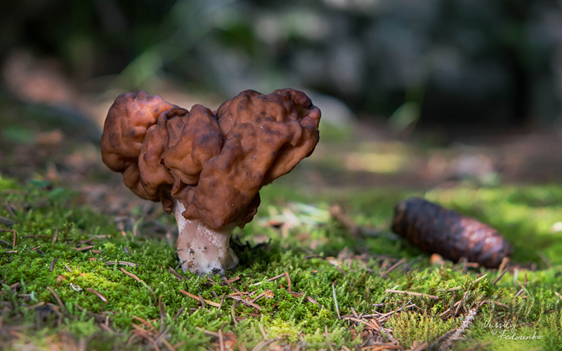 gyromitra-2.jpg