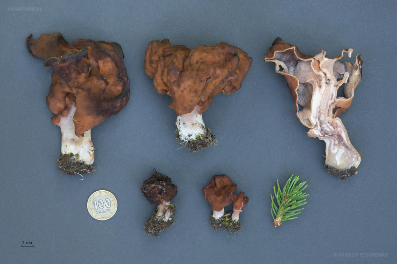 gyromitra-3.jpg