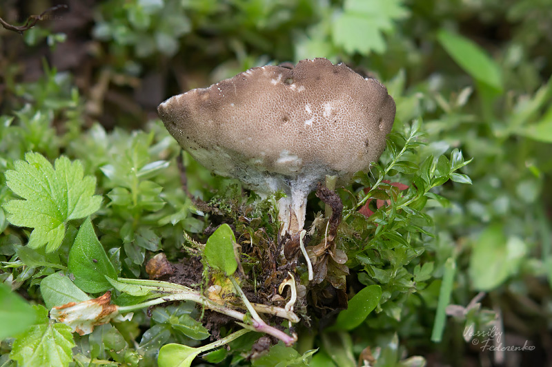 helvella-02.jpg