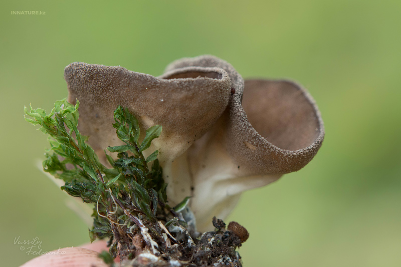helvella-04.jpg