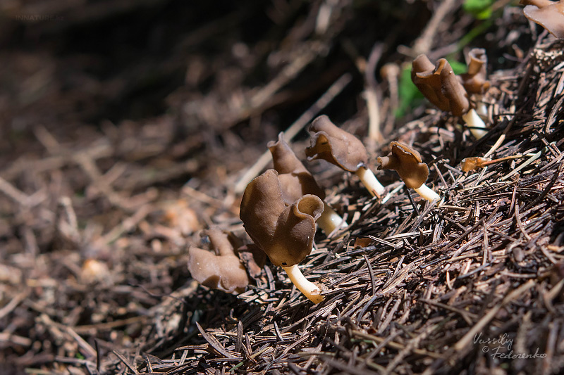 helvella-elastica-01_1.jpg