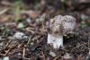helvella-maculata-01_t1.jpg