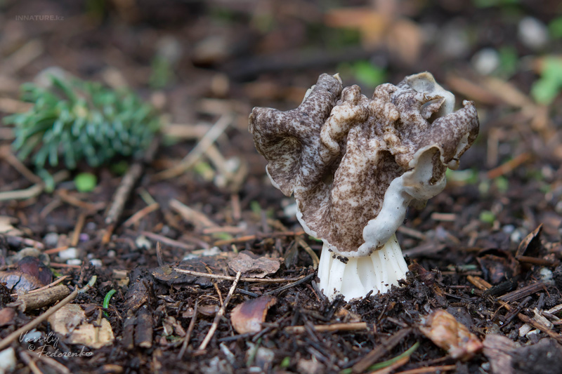helvella-maculata-02.jpg