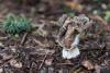 helvella-maculata-02_t1.jpg