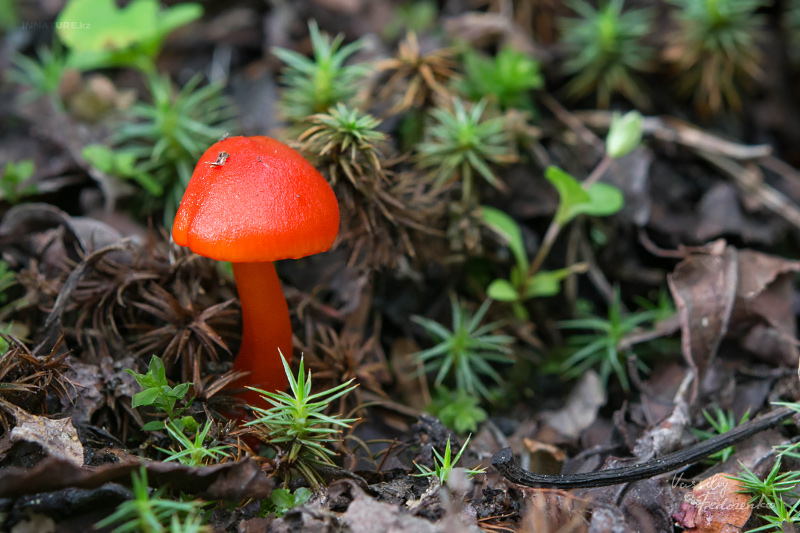 hygrocybe-02.jpg