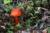 hygrocybe-02_t1.jpg