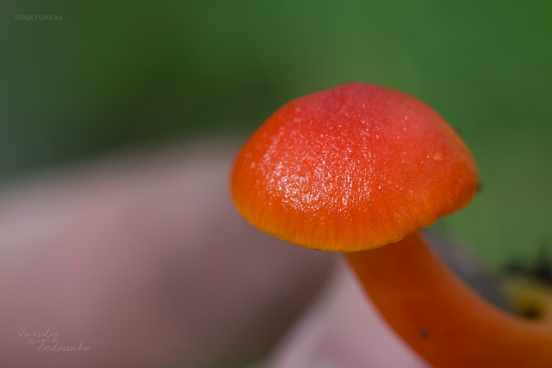hygrocybe-03.jpg