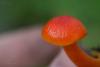 hygrocybe-03_t1.jpg