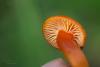 hygrocybe-04_t1.jpg