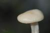 hygrocybe-06_t1.jpg