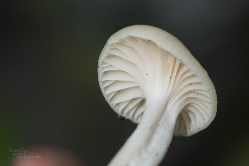 hygrocybe-07.jpg