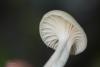 hygrocybe-07_t1.jpg