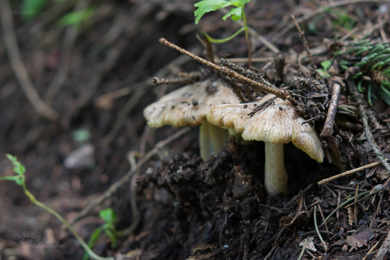 inocybe-01.jpg