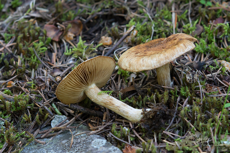 inocybe-01_1.jpg