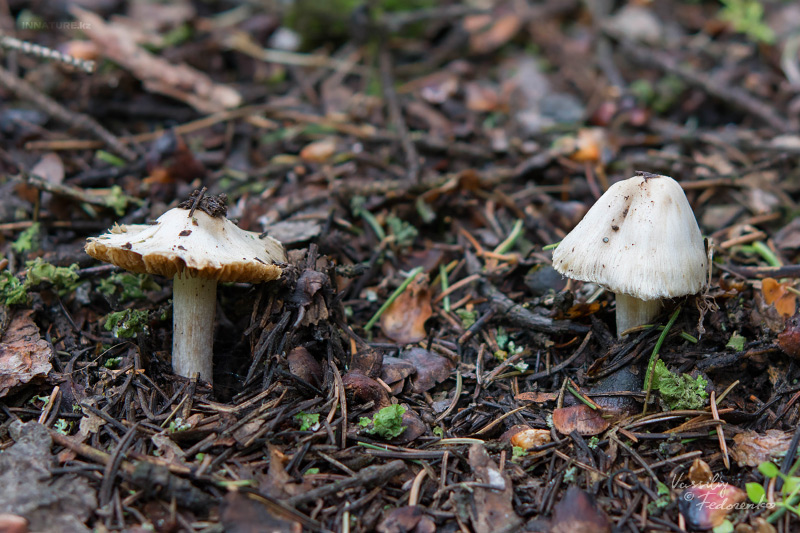 inocybe-01_2.jpg