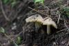 inocybe-01_t1.jpg