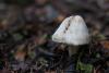 inocybe-02_t1_2.jpg
