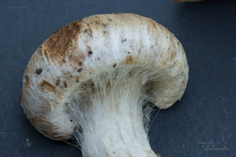 inocybe-04.jpg