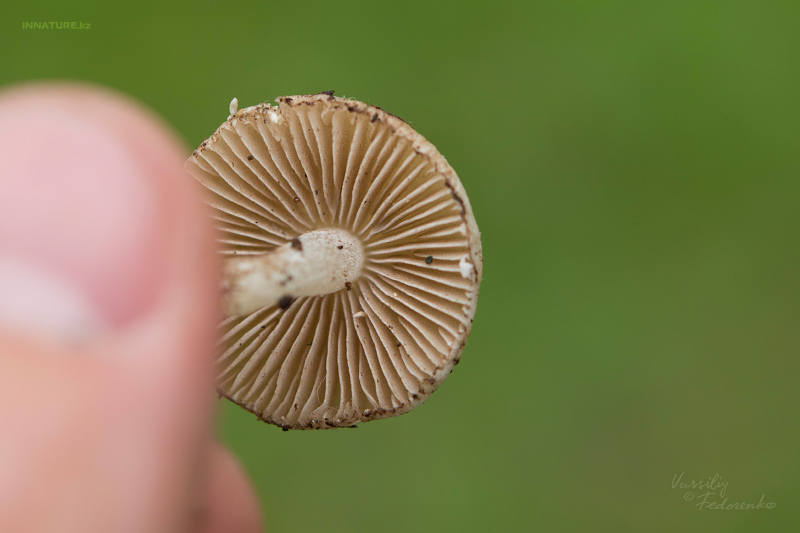 inocybe-04_1.jpg