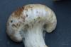 inocybe-04_t1.jpg
