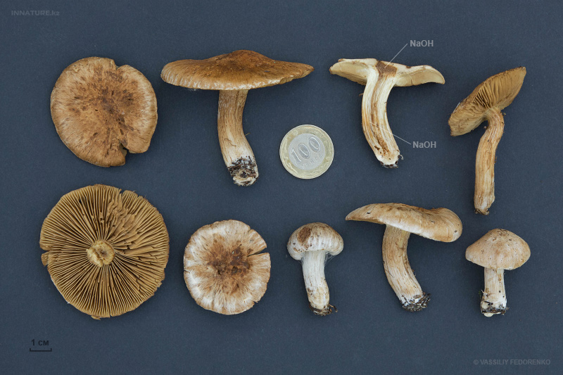 inocybe-05.jpg