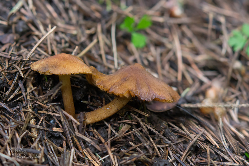 inocybe-05_1.jpg