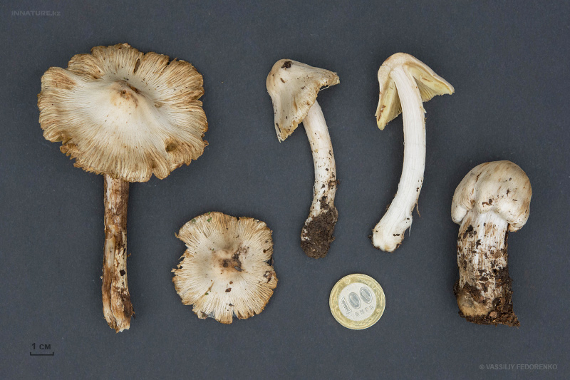 inocybe-06.jpg
