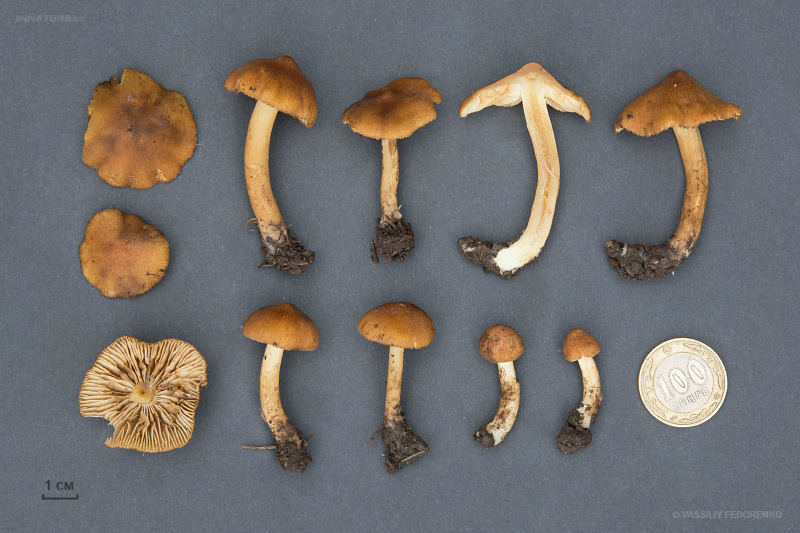inocybe-07.jpg