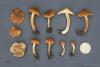 inocybe-07_t1.jpg