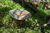 lactarius-01_t1_1.jpg