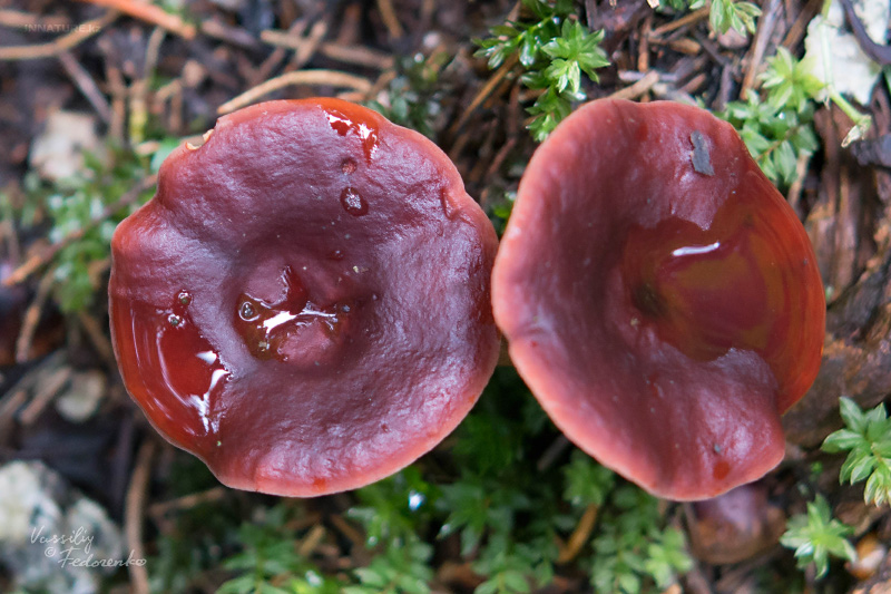 lactarius-02.jpg