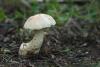 leccinum-holopus-01_t1.jpg