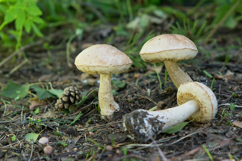 leccinum-holopus-02.jpg