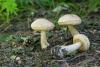 leccinum-holopus-02_t1.jpg
