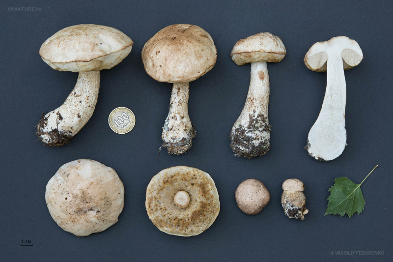 leccinum-holopus-03.jpg