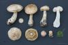 leccinum-holopus-03_t1.jpg