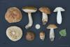 leccinum-scabrum-02_t1.jpg