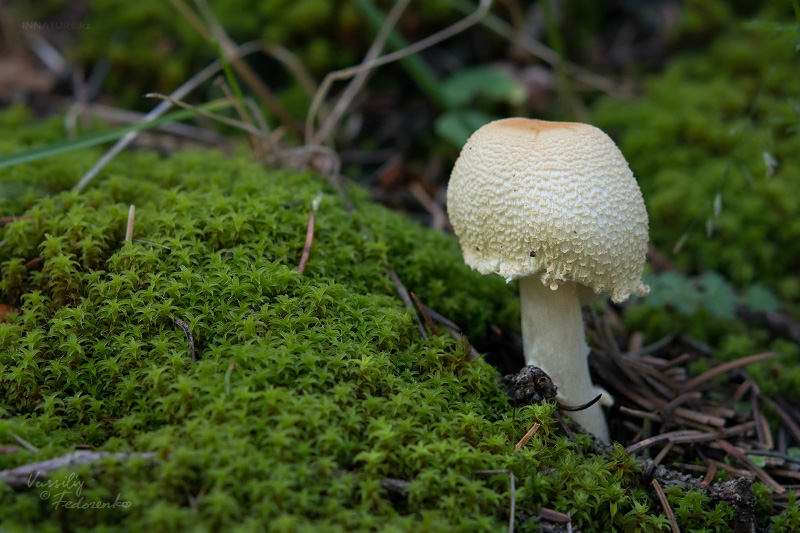 lepiota-01.jpg