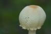 lepiota-02_t1.jpg