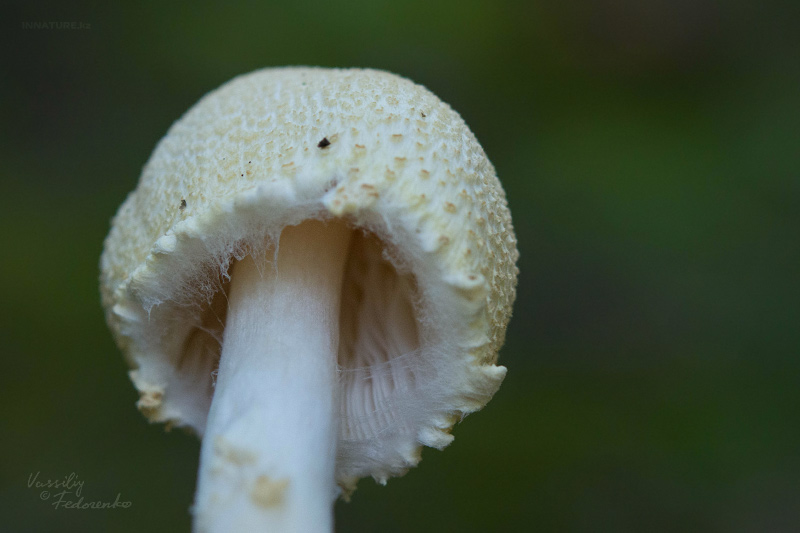 lepiota-03.jpg