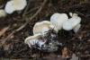 leucopaxillus-candidus-01_t1.jpg