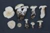 leucopaxillus-candidus-02_t1.jpg