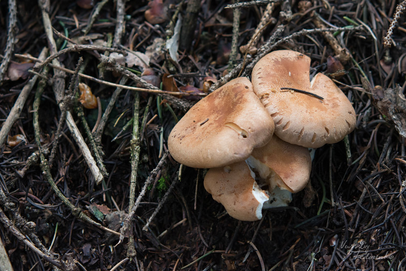 leucopaxillus-gentianeus-01.jpg