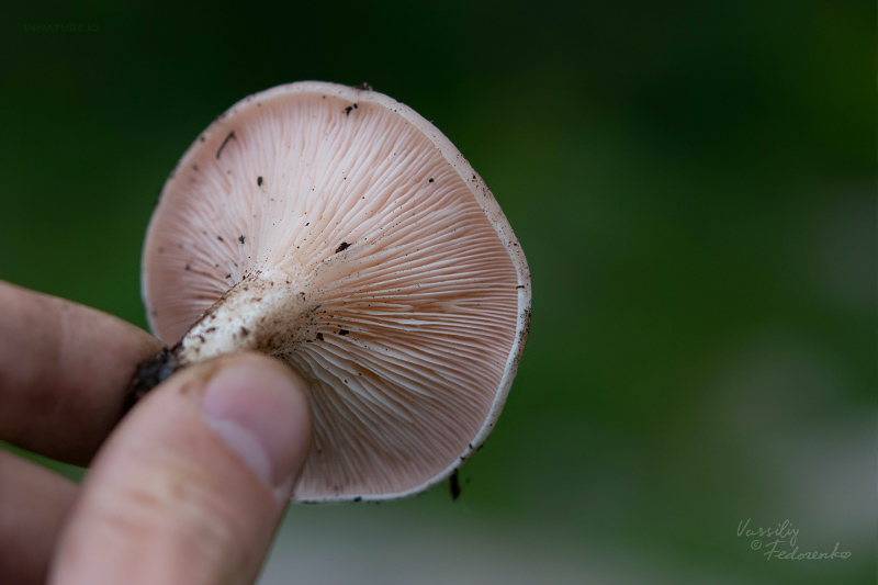 leucopaxillus-rhodoleucus-01.jpg