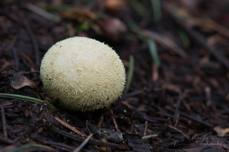 lycoperdon-01.jpg
