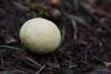 lycoperdon-01_t1.jpg
