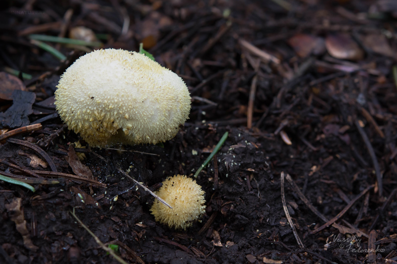 lycoperdon-02.jpg